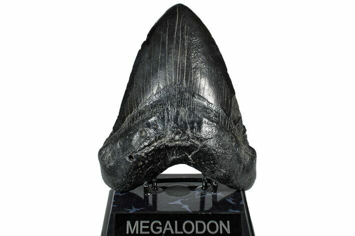 Robust, Fossil Megalodon Tooth - South Carolina #297415